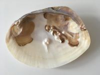 Vykuřovácí mušle perlorodka s perlami  vpravo