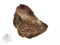 Opál dřevitý – přírodní kámen s kresbou připomínající zkamenělé dřevo